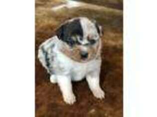 Miniature Australian Shepherd Puppy for sale in Cassville, MO, USA