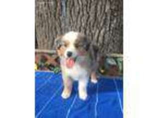 Australian Shepherd Puppy for sale in Greenville, FL, USA