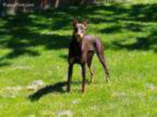 Doberman Pinscher Puppy for sale in Rochester, NY, USA