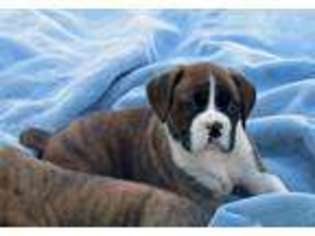 Boxer Puppy for sale in Portland, OR, USA