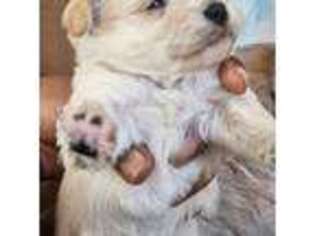 Mutt Puppy for sale in Ellendale, DE, USA