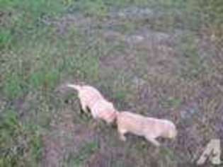 Labrador Retriever Puppy for sale in LELAND, MS, USA