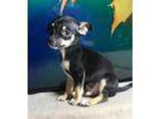 Chihuahua Puppy for sale in Lanagan, MO, USA