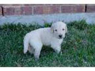 Goldendoodle Puppy for sale in Rowlett, TX, USA
