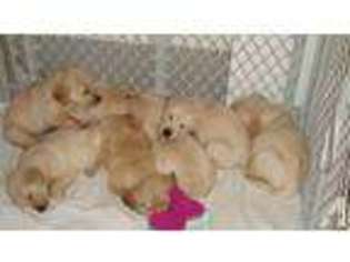 Golden Retriever Puppy for sale in BROOKSVILLE, FL, USA