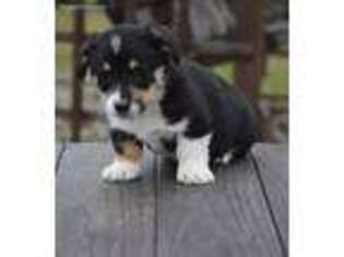 Pembroke Welsh Corgi Puppy for sale in Allenwood, PA, USA