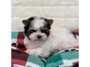 Biewer Terrier Puppy for sale in Elk River, MN, USA