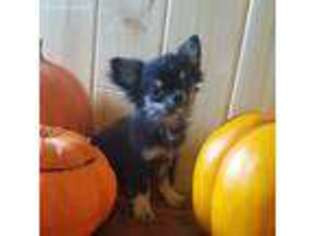 Chihuahua Puppy for sale in Lexington, NC, USA