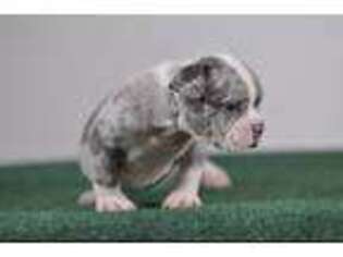 Mutt Puppy for sale in Bladensburg, MD, USA