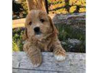 Goldendoodle Puppy for sale in Malta, ID, USA