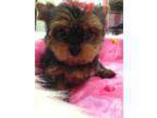 Yorkshire Terrier Puppy for sale in INDIO, CA, USA