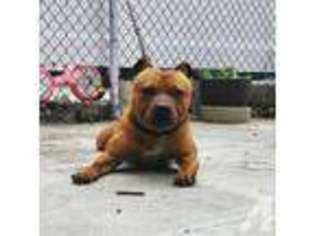 Staffordshire Bull Terrier Puppy for sale in ASTORIA, NY, USA