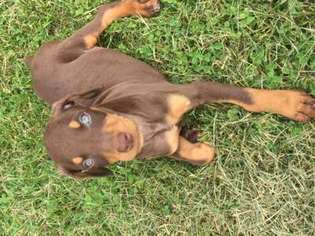 Doberman Pinscher Puppy for sale in Perry, NY, USA