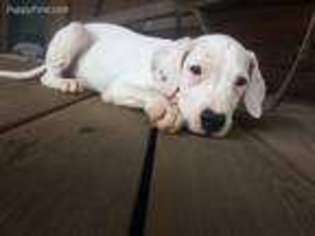 Dogo Argentino Puppy for sale in Center Ridge, AR, USA