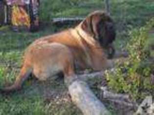 Mastiff Puppy for sale in FORSYTH, MO, USA