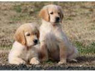 Golden Retriever Puppy for sale in Clements, MD, USA