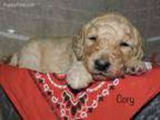 Goldendoodle Puppy for sale in Romulus, NY, USA