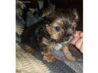 Yorkshire Terrier Puppy for sale in Stonewall, LA, USA
