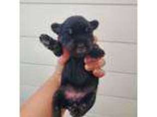 Mutt Puppy for sale in Nashville, GA, USA
