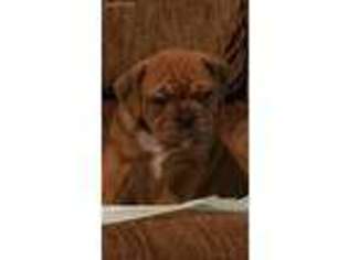 Olde English Bulldogge Puppy for sale in Dalhart, TX, USA
