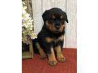 Rottweiler Puppy for sale in Topeka, IN, USA