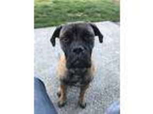 Bullmastiff Puppy for sale in Granite Falls, WA, USA