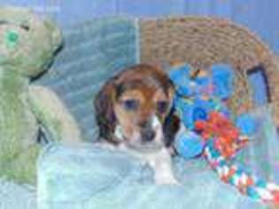 Medium Photo #1 Beagle Puppy For Sale in Koshkonong, MO, USA