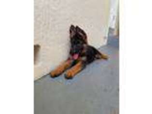 German Shepherd Dog Puppy for sale in Orlando, FL, USA