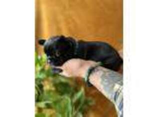 French Bulldog Puppy for sale in Pueblo, CO, USA
