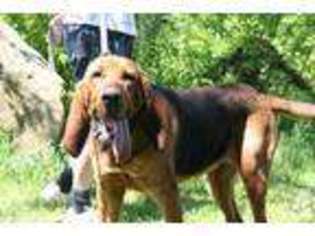 Bloodhound Puppy for sale in FRIENDSHIP, NY, USA