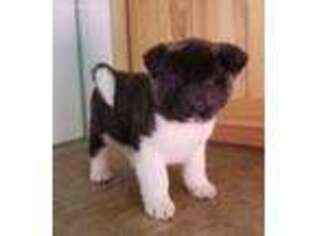 Akita Puppy for sale in Forest, OH, USA