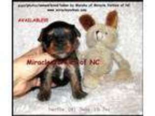Yorkshire Terrier Puppy for sale in Garner, NC, USA