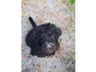 Labradoodle Puppy for sale in Bell, FL, USA