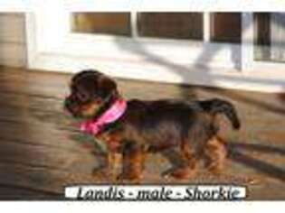 Shorkie Tzu Puppy for sale in Monticello, KY, USA