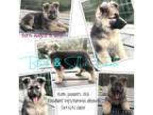 German Shepherd Dog Puppy for sale in Oroville, CA, USA