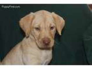 Labrador Retriever Puppy for sale in Elverson, PA, USA