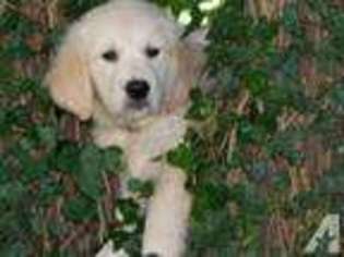 Labrador Retriever Puppy for sale in BAY PORT, MI, USA