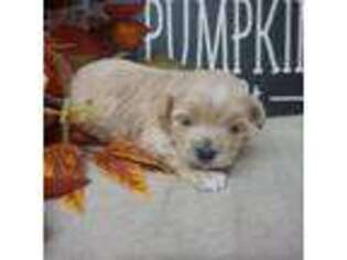 Mutt Puppy for sale in Norwood, MO, USA