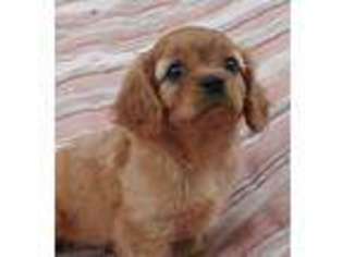 Cavalier King Charles Spaniel Puppy for sale in Mifflinburg, PA, USA