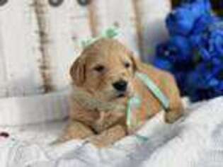 Goldendoodle Puppy for sale in Hermiston, OR, USA