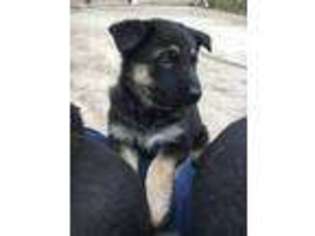 German Shepherd Dog Puppy for sale in Groveport, OH, USA