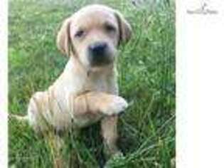 Labrador Retriever Puppy for sale in Boston, MA, USA
