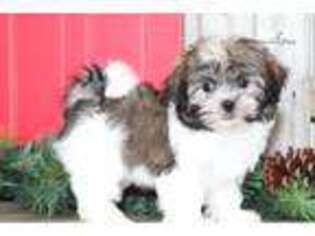 Mal-Shi Puppy for sale in Columbus, OH, USA