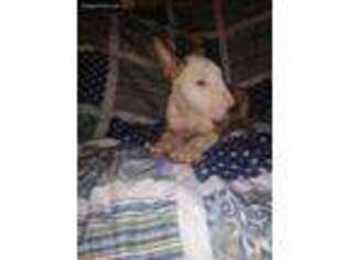Bull Terrier Puppy for sale in Syracuse, NY, USA