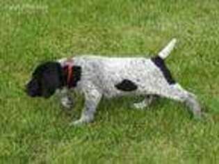 German Shorthaired Pointer Puppy for sale in Canton, MN, USA