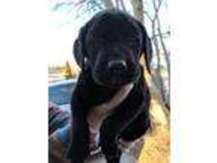 Labrador Retriever Puppy for sale in Fort Collins, CO, USA