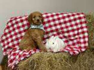 Goldendoodle Puppy for sale in Perry, GA, USA