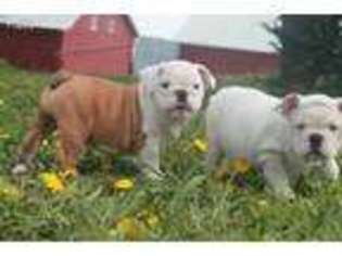 Bulldog Puppy for sale in Ireton, IA, USA