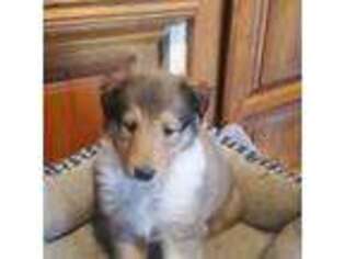 Collie Puppy for sale in Georgetown, CA, USA