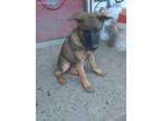 German Shepherd Dog Puppy for sale in Brazil, IN, USA